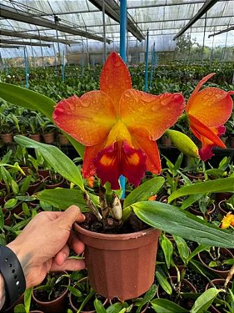 Blc. Little Toshie H&R - Adulta