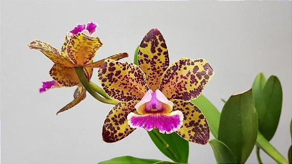 Blc. Durigan Aries - Adulta