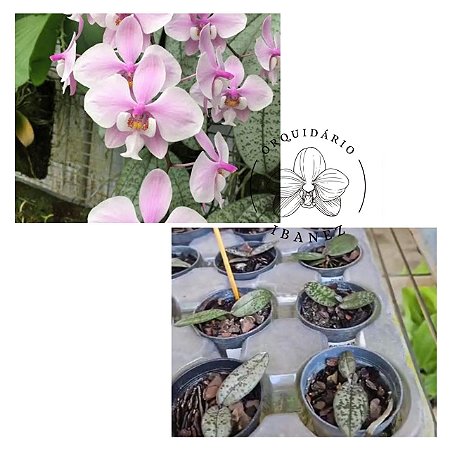 PHALAENOPSIS SCHILLERIANA " PRATA "   ( MUDA )