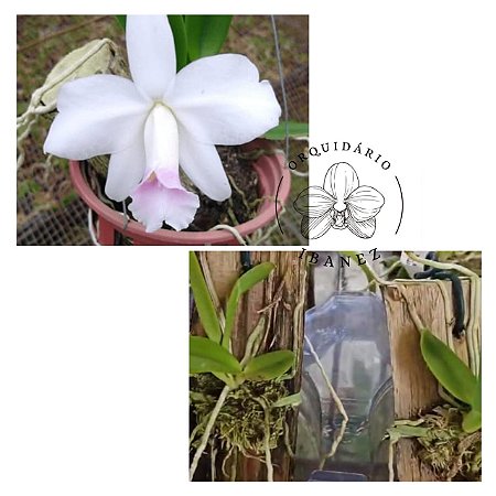 LELIA PUMILA " AMOENA "