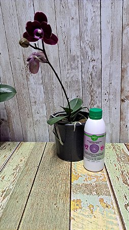 PHALAENOPSIS ELEGANT DEBORAH  E FERTPLUS 250 ML