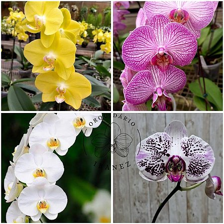 KIT COM 4 PHALAENOPSIS HIBRIDAS