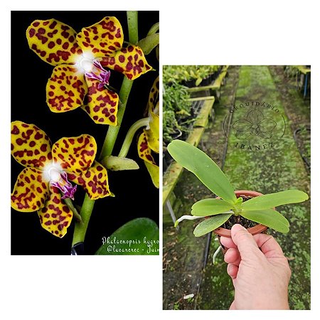 Phalaenopsis hygrochila