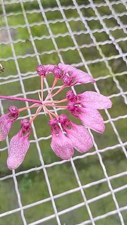 Bulbophyllum Eberhardtii planta adulta
