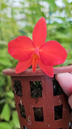 SOPHRONITIS ARIZONA  PLANTA ADULTA