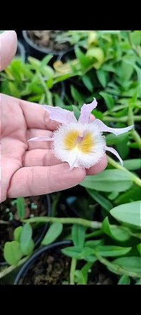 Dendrobium pierardii X Den. Primulinum X Den. Primulinun