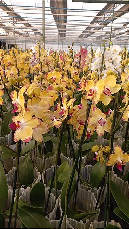PHALAENOPSIS " PAPAGAIO "