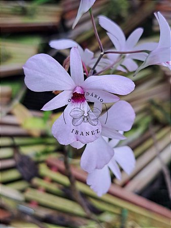 Dendrobium Fytchianum planta adulta
