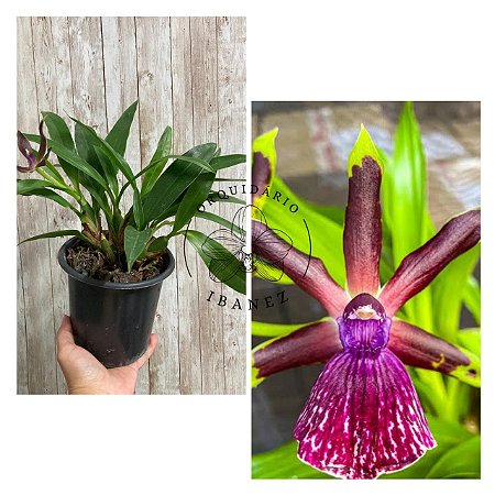 Zygopetalum Rhein Moonlight x Zygo.‘Blue Eyes’