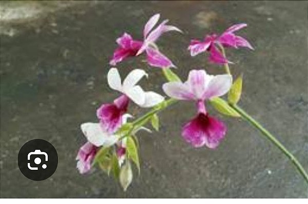 Calanthe vestita