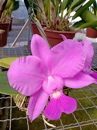 Cattleya Walkeriana Cassola x Três Marias adulta