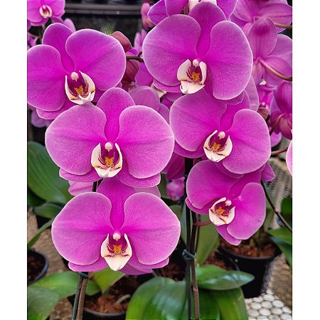 Phalaenopsis Taisuco Anna (Phalaenopsis Orelha de Elefante)