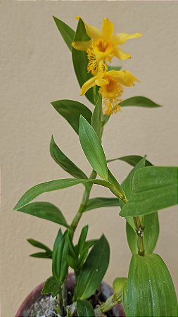 Dendrobium  Brymerianum planta adulta