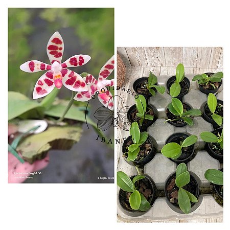 PHALAENOPSIS MACULATA ( MUDA)