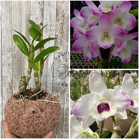 DENDROBIUM NOBILE  NO KOKEDAMA