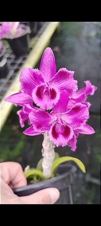 DENDROBIUM PARISHII   PINK FLAMEA