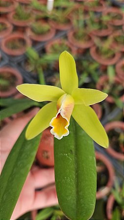 CATTLEYA LUTEOLA PLANTA ADULTA
