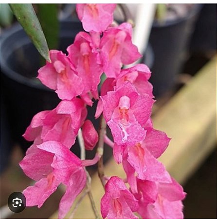 Rodriguezia lanceolata