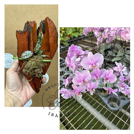 PHALAENOPSIS SCHILLERIANA "" PRATA "" ( MUDA NÓ DE PINHO )
