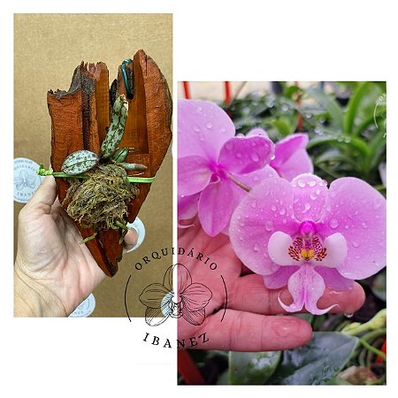 PHALAENOPSIS " SCHILLERIANA " ( MUDA NÓ DE PINHO )