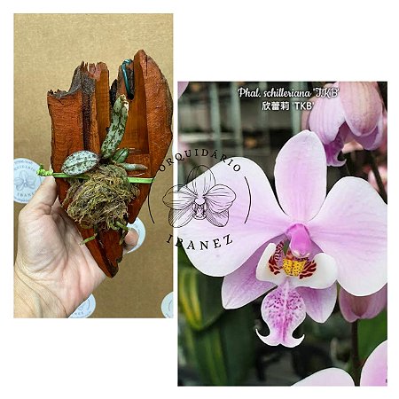Phalaenopsis schilleriana " MSH " MUDA  ( NÓ DE PINHO )
