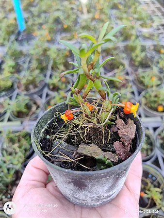 Mediocalcar decoratum