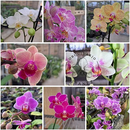 PHALAENOPSIS HIBRIDAS DIVERSAS CORES KIT COM 5 UNIDADES