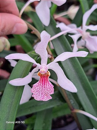 Holcoglossum subulifolium x rhyncostolis gigantea ( pink )