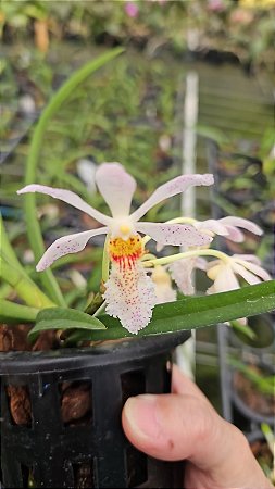 Holcoglossum subulifolium X gastrochilus bellinus