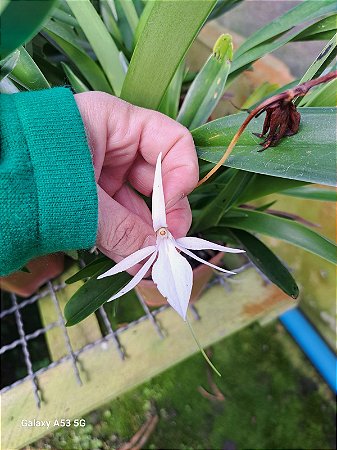 Orquidea Jumellea Sagittata