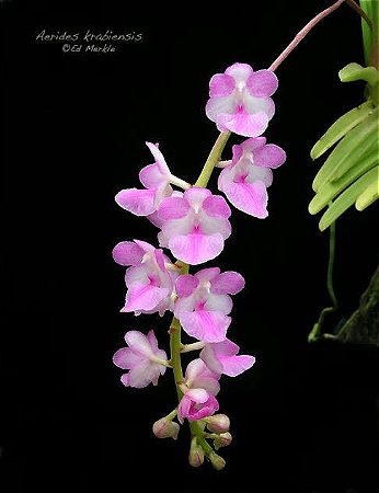 Aerides Krabiensis  planta adulta