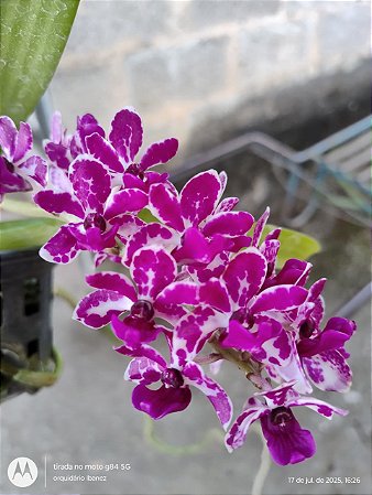 Rhynchostylis Retusa  gigantea  Red