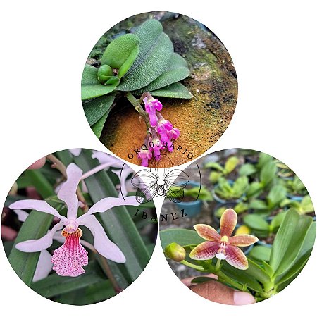 kit de orquideas #2 ( ver descrição )