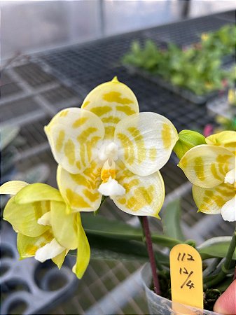 PHALAENOPSIS YAPHON LOVE SONG " LUFA"
