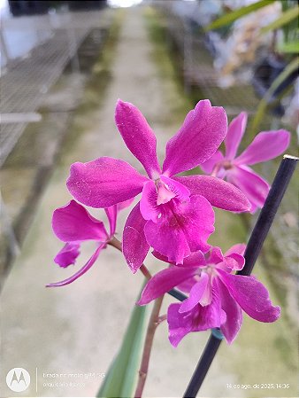Epicattleya Yucatan Magenta
