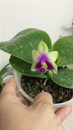 Phalaenopsis Bellina ( nacional )