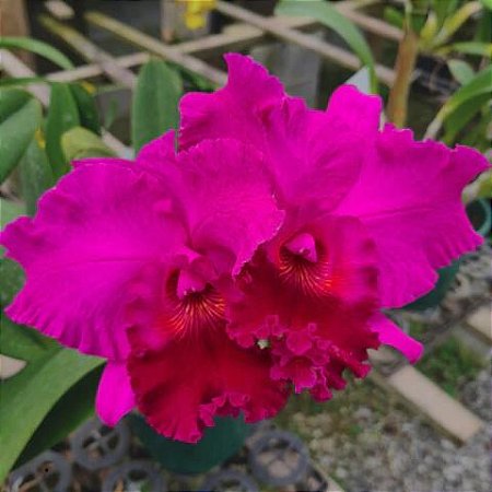 Blc. João Paulo Fontes 'Extra'