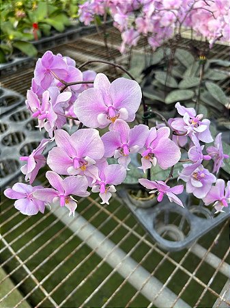 PHALAENOPSIS SCHILLERIANA " PRATA " SELECT