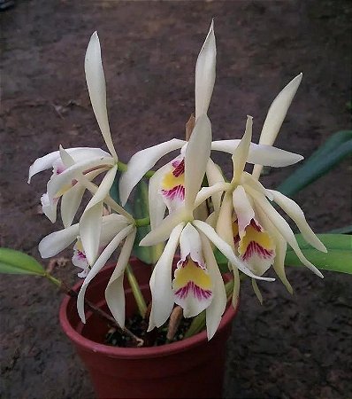 CATTLEYA IRICOLOR ( PRE ADULTA )