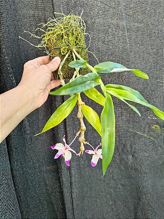 DENDROBIUM PENDULUM ( PLANTA ADULTA )