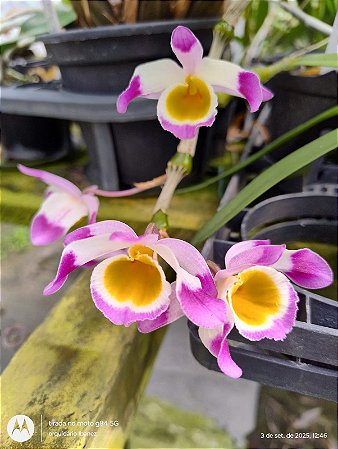 DENDROBIUM PENDULUM ( PLANTA ADULTA )