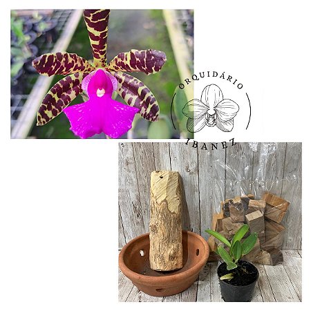 KIT PROMOCIONAL ( CATT. ACLANDIAE + MATERIAL DE CULTIVO )