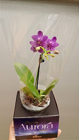 PHALAENOPSIS " AURORA BOREAL "