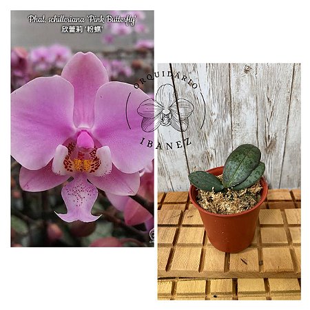PHALAENOPSIS SCHILLERIANA " PINK BUTTERFLY "