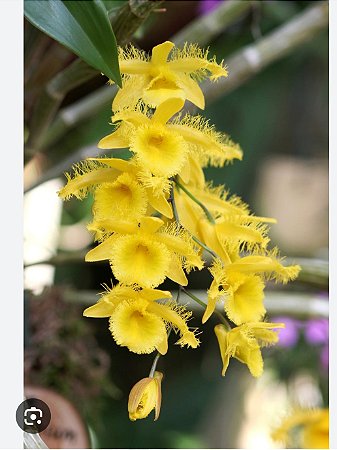 Dendrobium Harveyanum ( MUDA POTE )