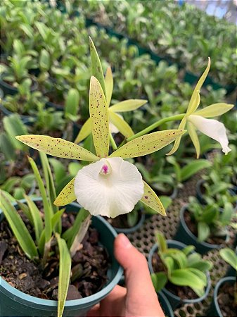 Brassocattleya Ploenpit Star