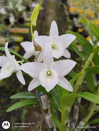 Dendrobium Angel Baby ‘Love Pocket’
