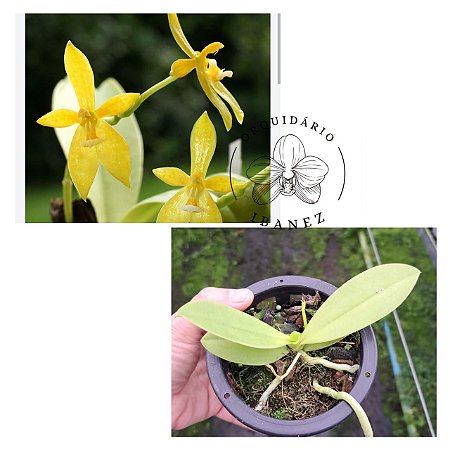 PHALAENOPSIS CORNU-CERVI " FLAVA "