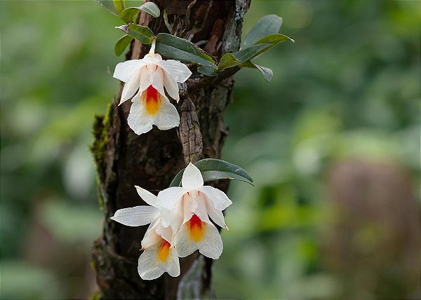 Dendrobium christyanum