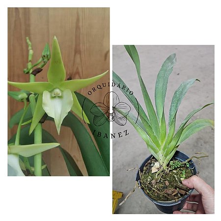 Angraecum Veitchii (sesquipedale x eburneum)